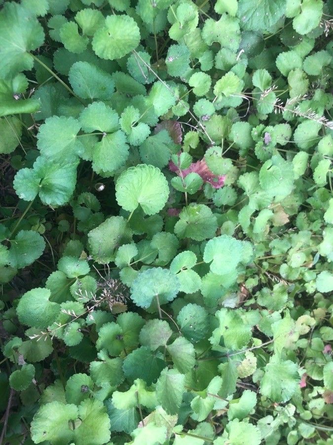 Pimpinella peregrina leaf