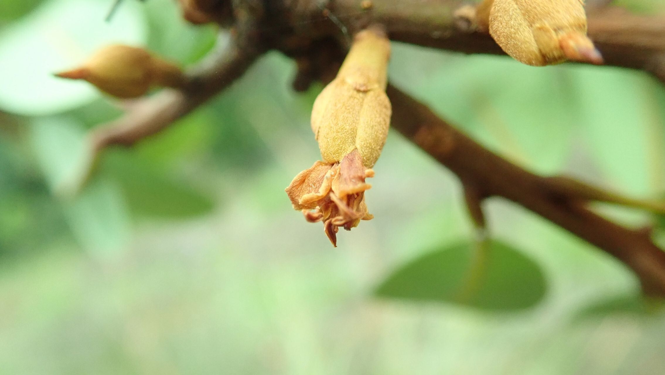 Pichonia balansae flower