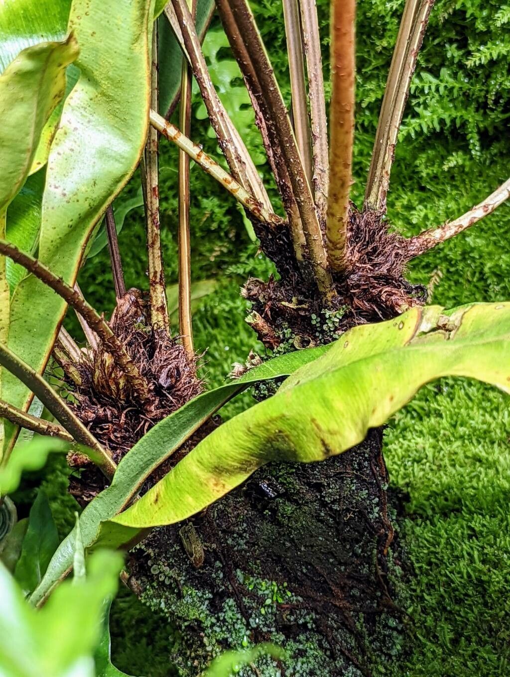 Elaphoglossum longifolium bark