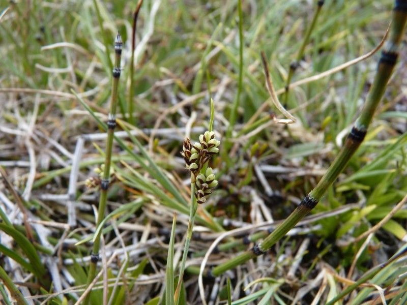 Carex bicolor fruit