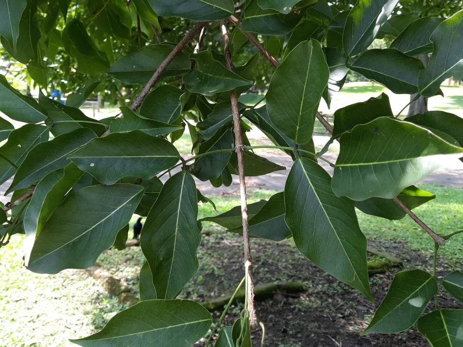 Platymiscium parviflorum leaf