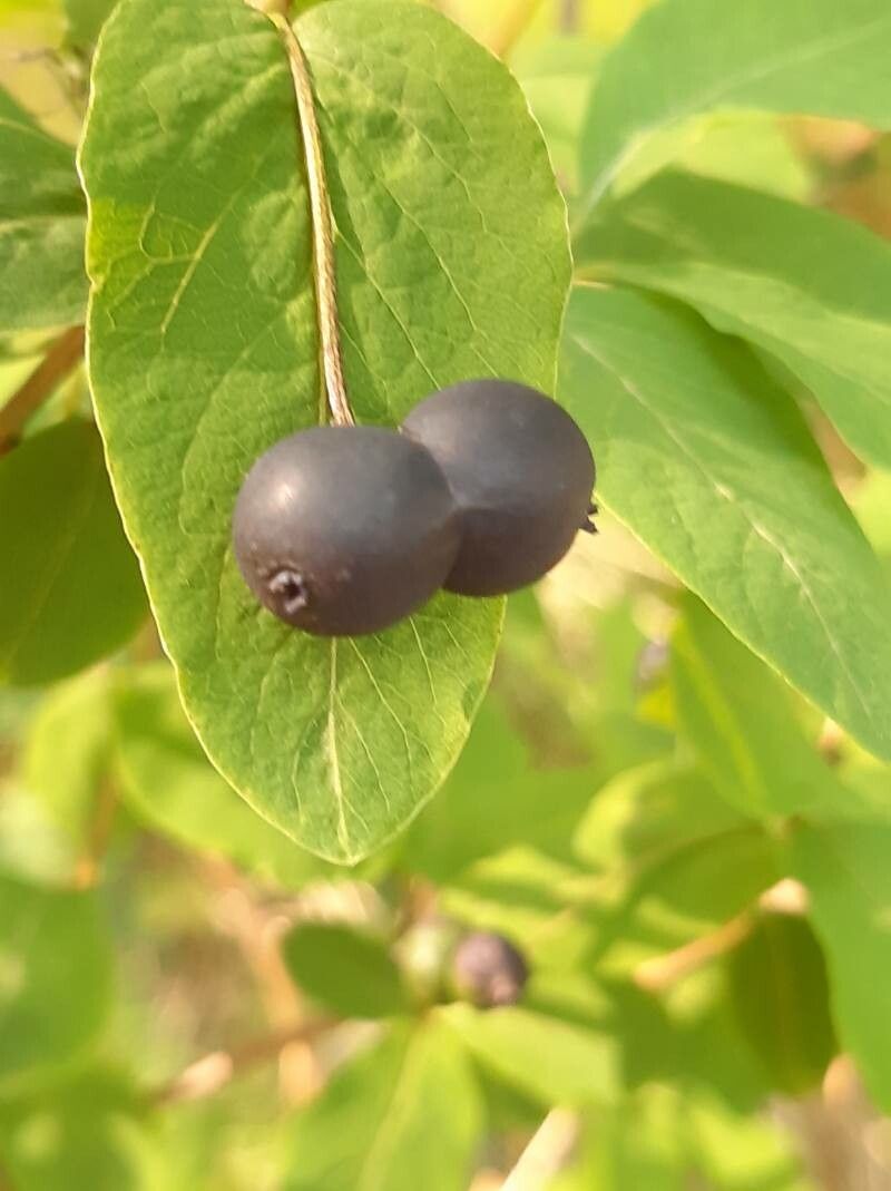 Lonicera nigra fruit
