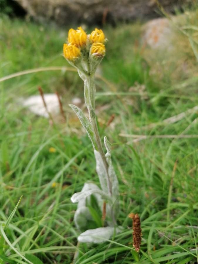 Tephroseris longifolia leaf