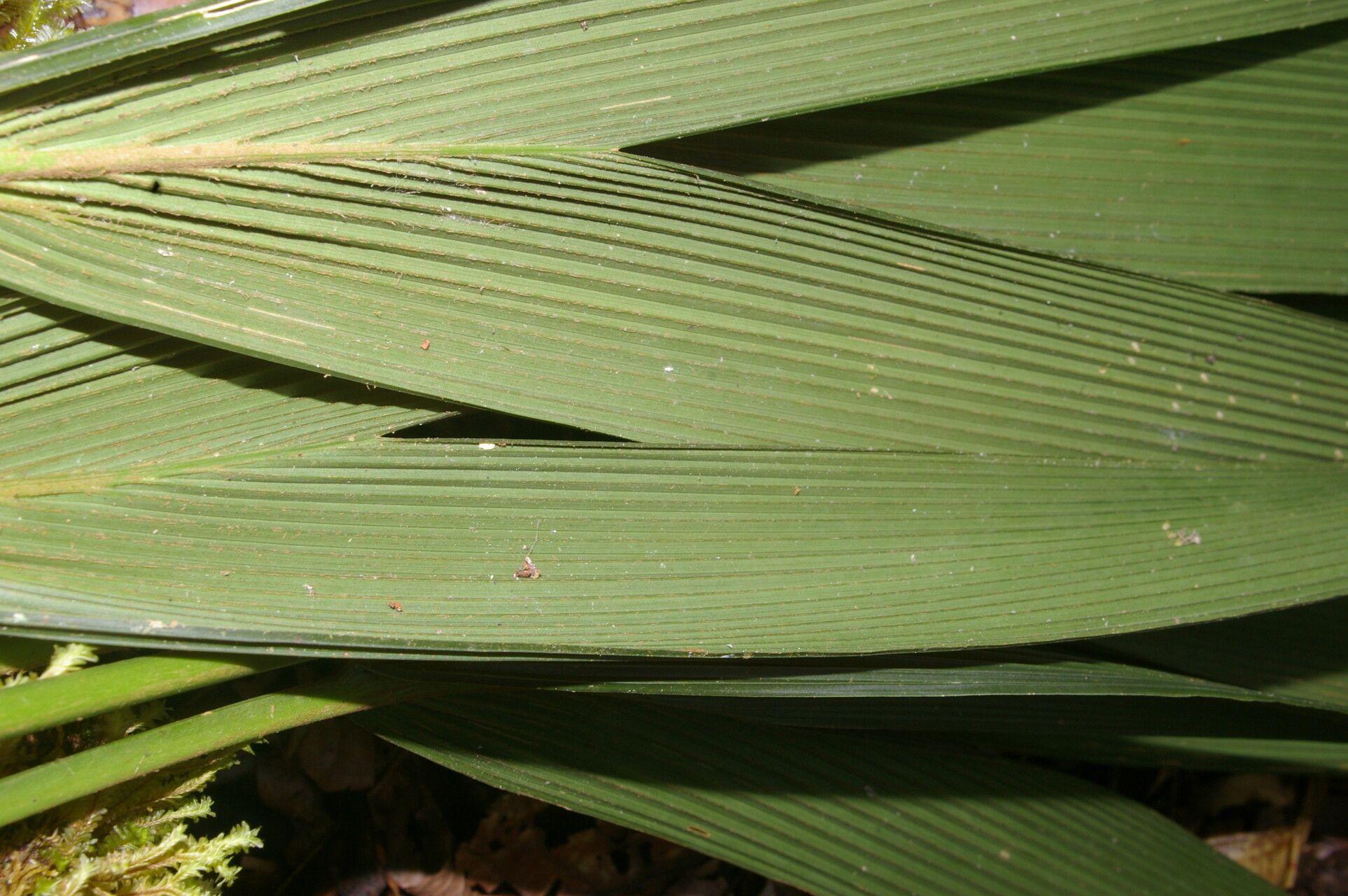 Asplundia stenophylla leaf