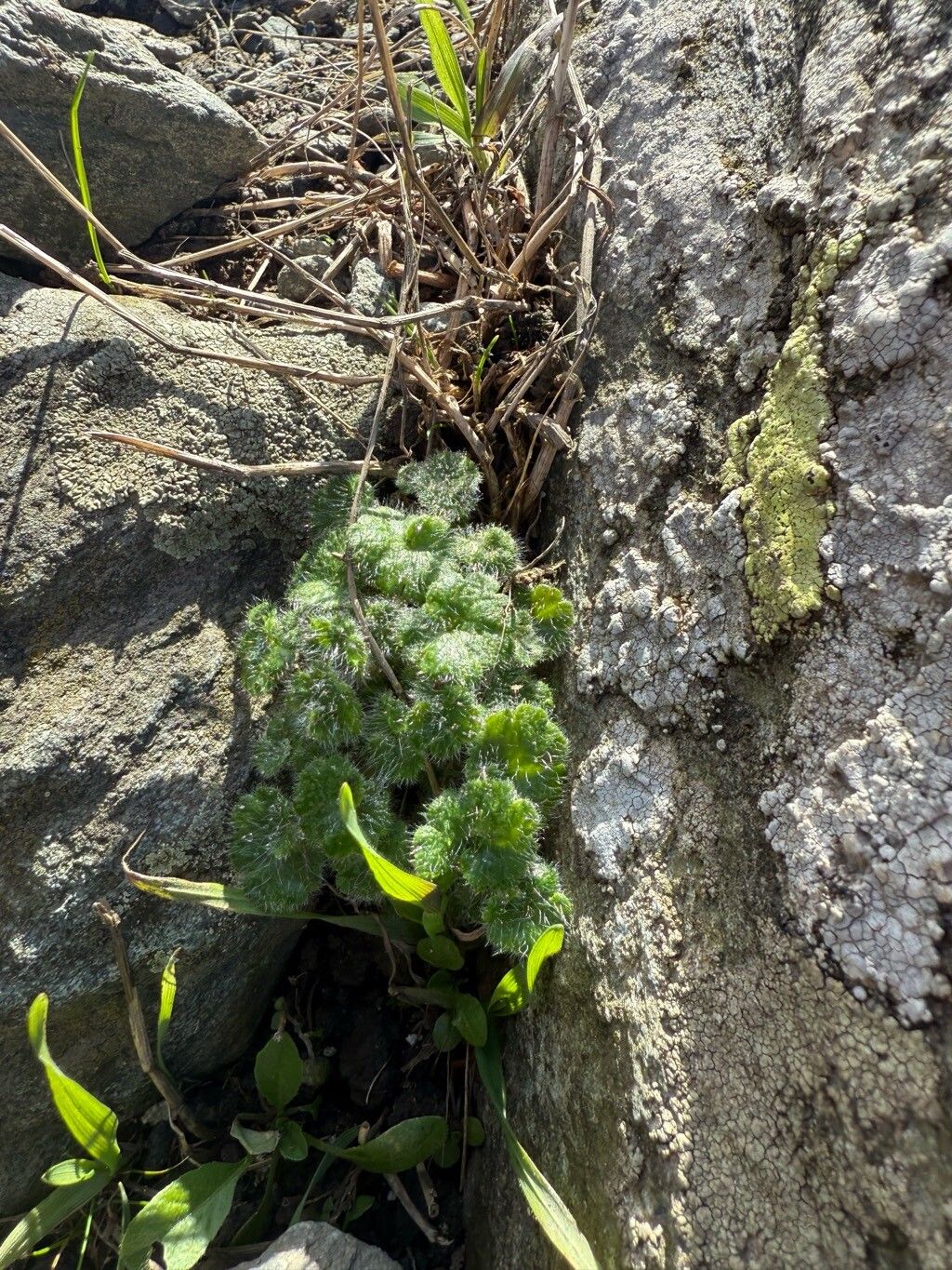 Ourisia sessilifolia leaf