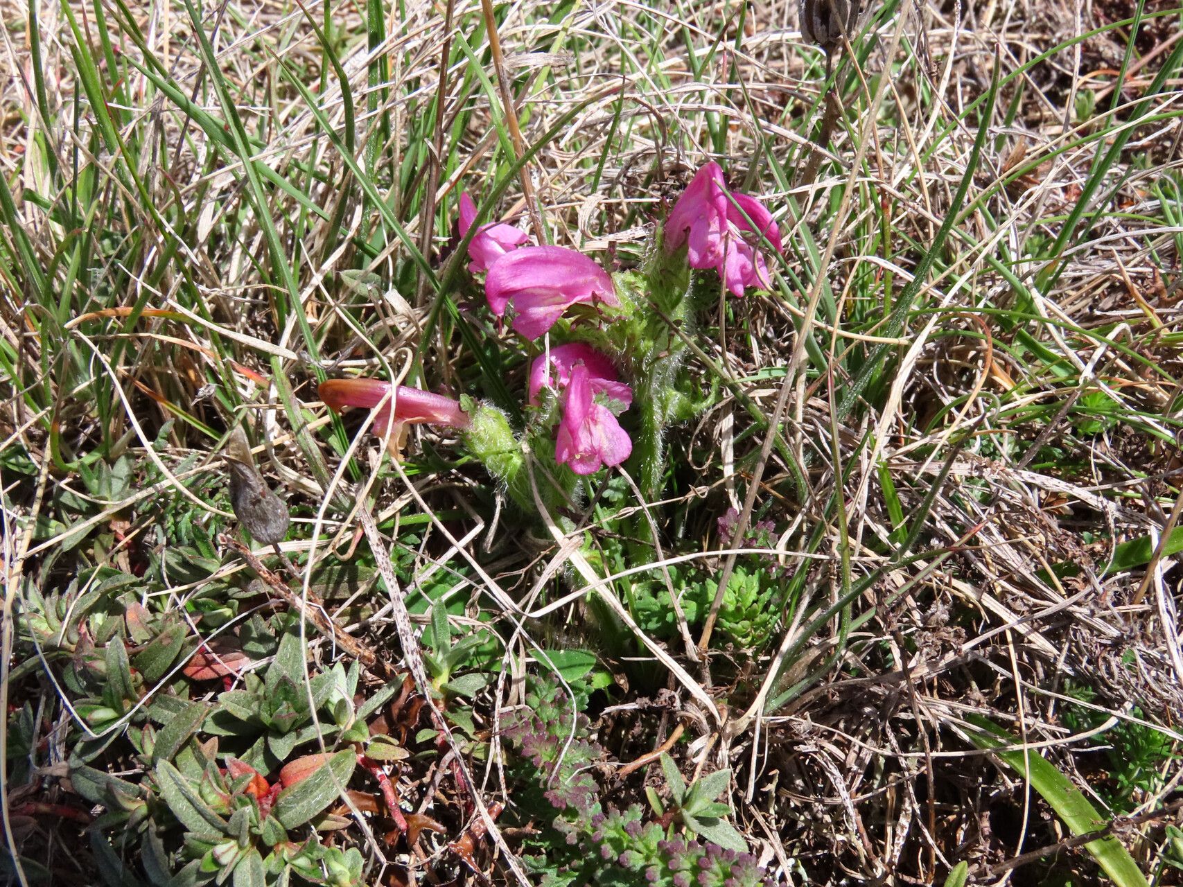 Pedicularis elegans habit