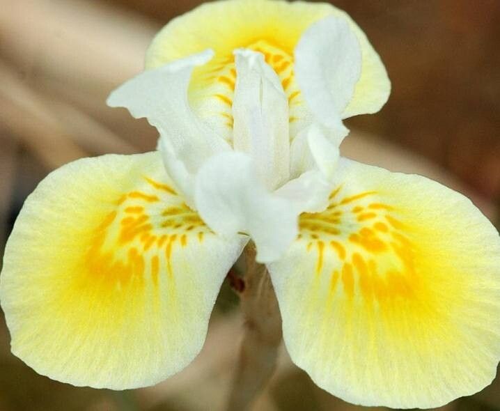 Moraea serpentina — houseplant care guide