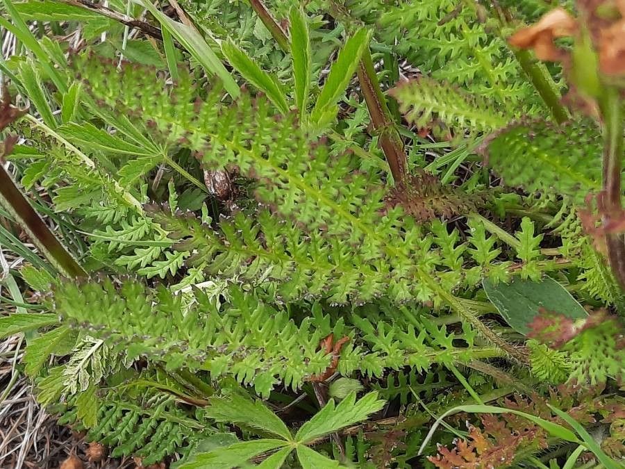 Pedicularis tuberosa — search result for 'Pedicularis'