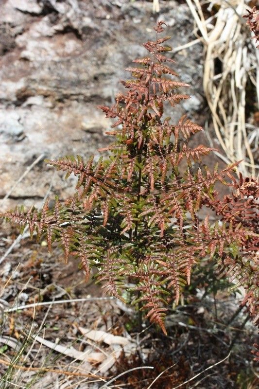 Hemionitis quadripinnata leaf