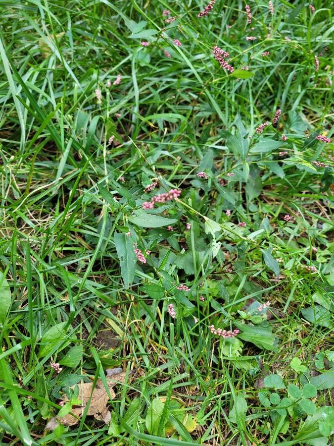 Polygonum persicaria fruit
