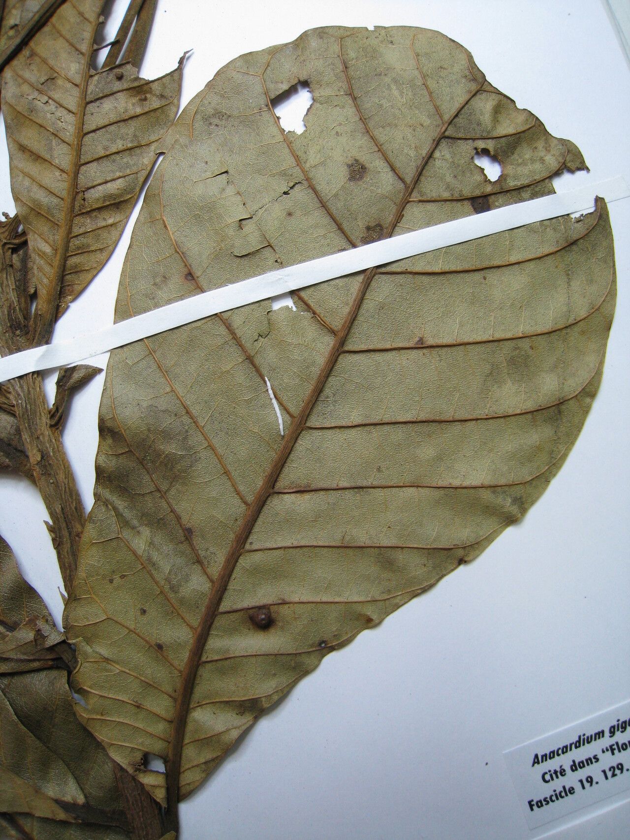 Anacardium giganteum — search result for 'Anacardiaceae'