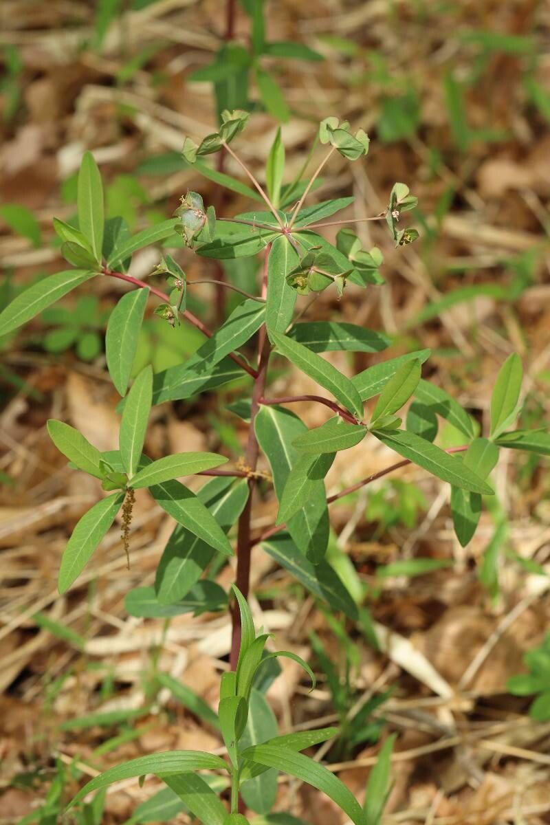 Euphorbia sendaica flower
