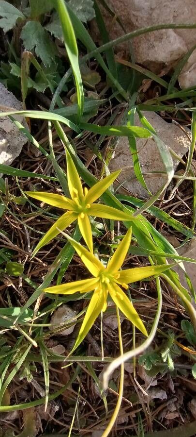 Gagea reticulata flower