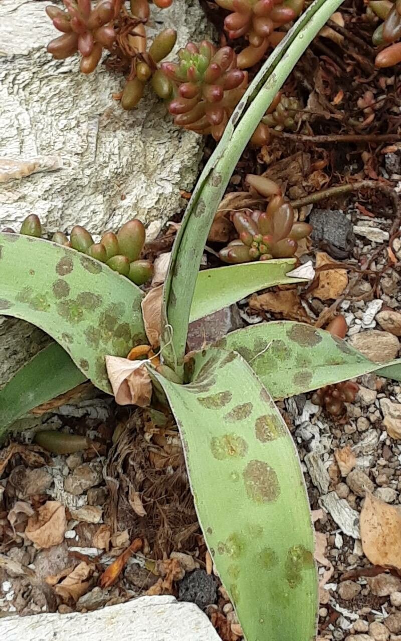 Manfreda elongata — related species from the same genus