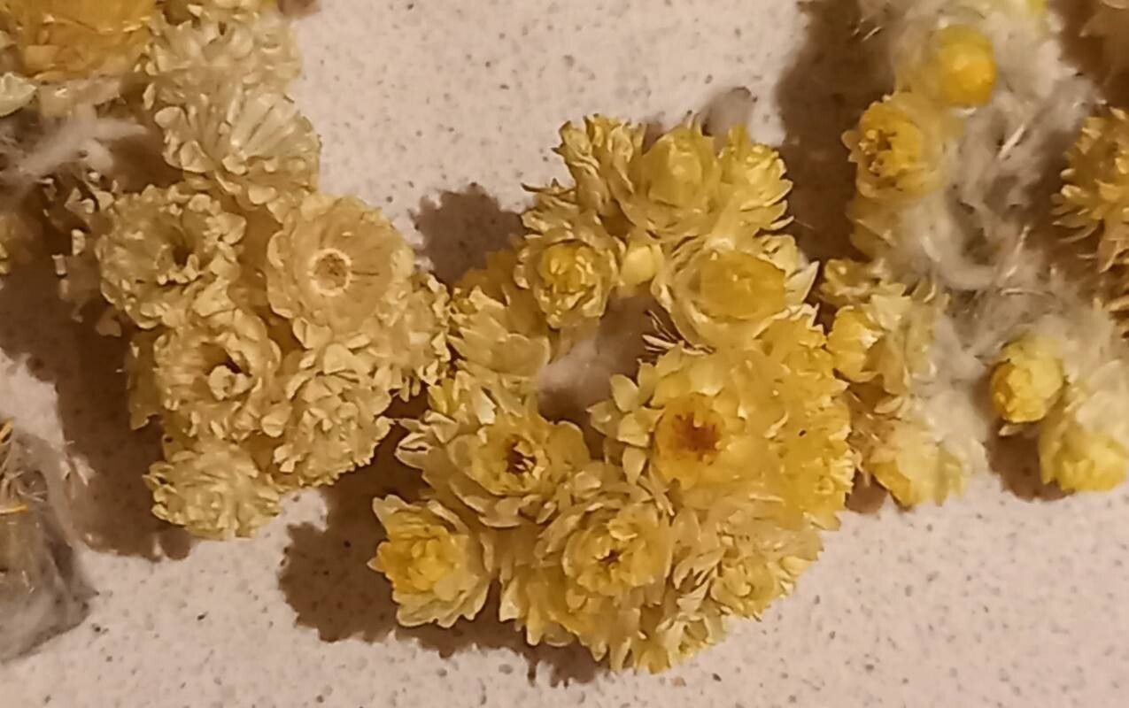 Helichrysum armenium flower