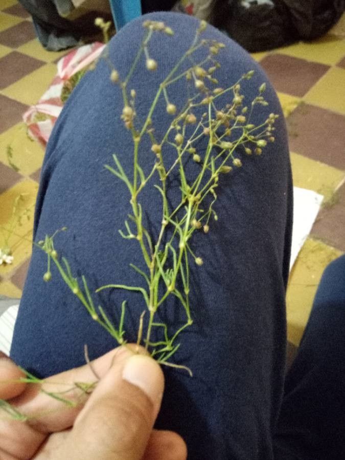 Sphenopus divaricatus — houseplant care guide