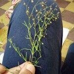 Sphenopus divaricatus