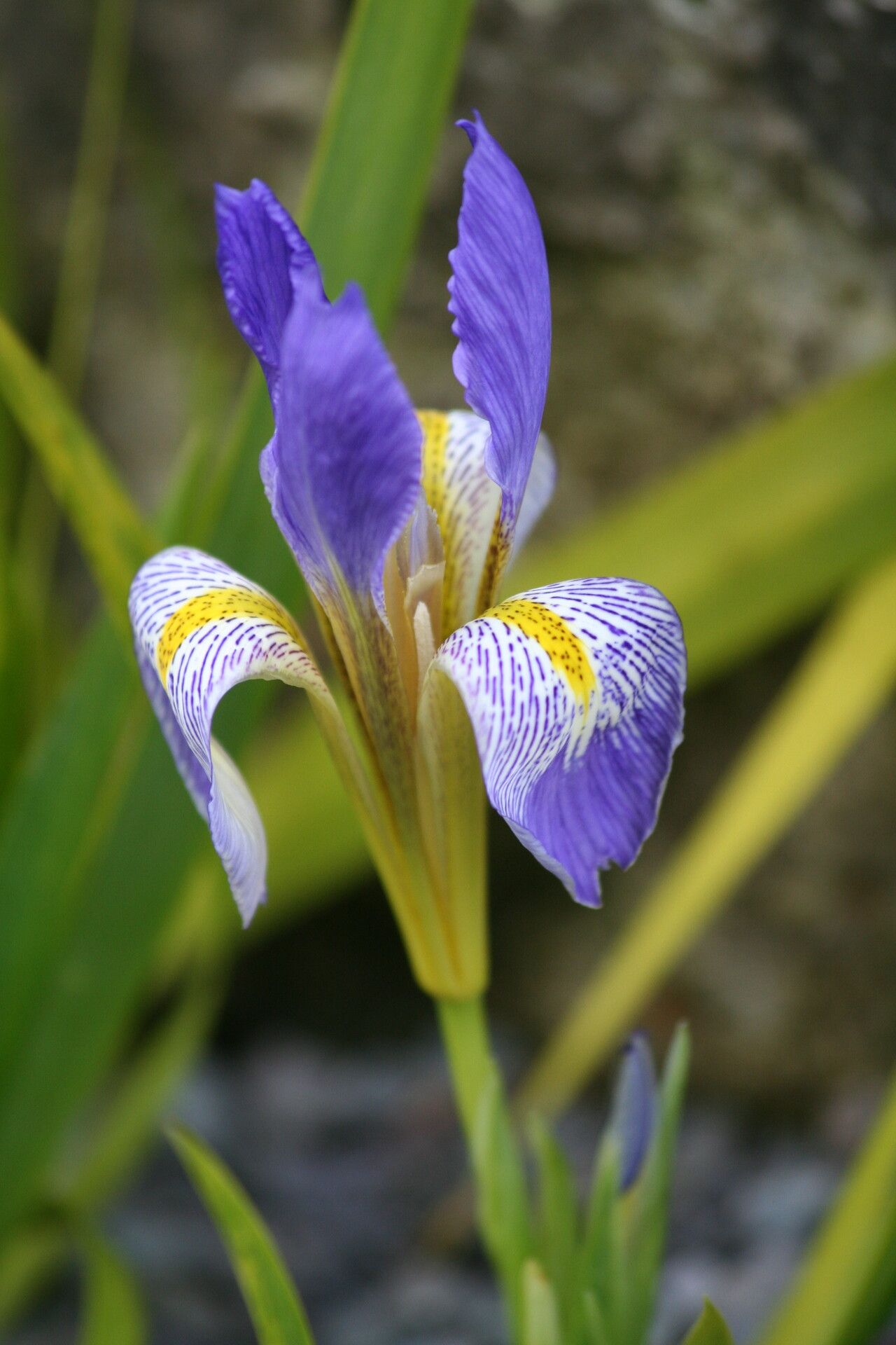 Iris lazica flower