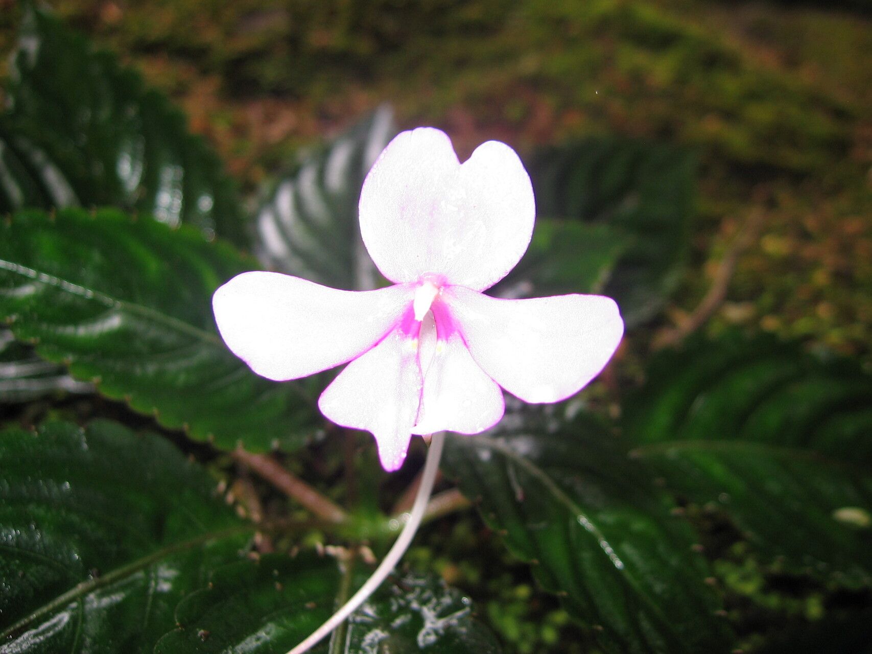 Impatiens raphidothrix — houseplant care guide