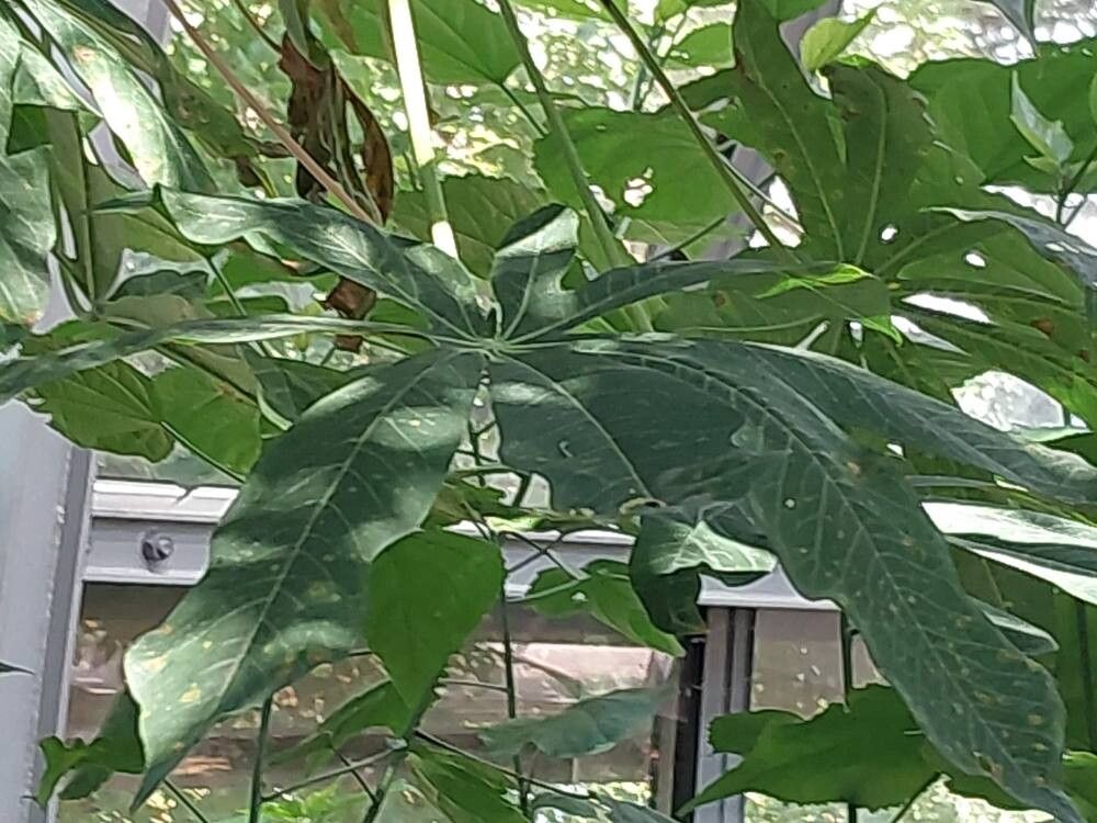 Manihot carthagenensis leaf