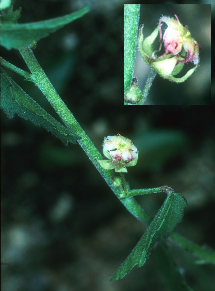 Ayenia compacta bark