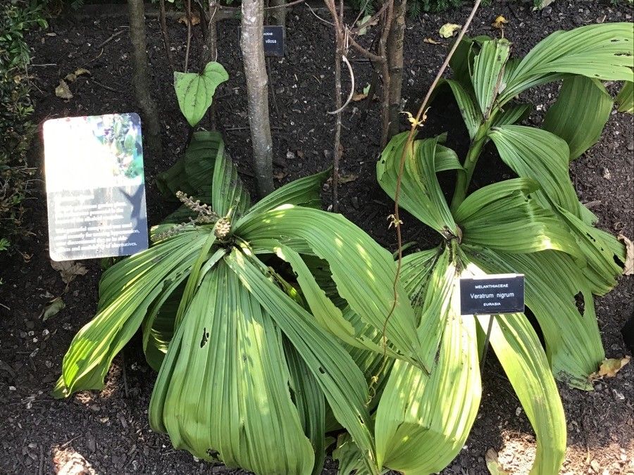 Veratrum nigrum — search result for 'Melanthiaceae'