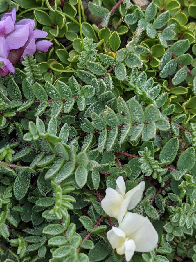 Oxytropis helvetica — houseplant care guide