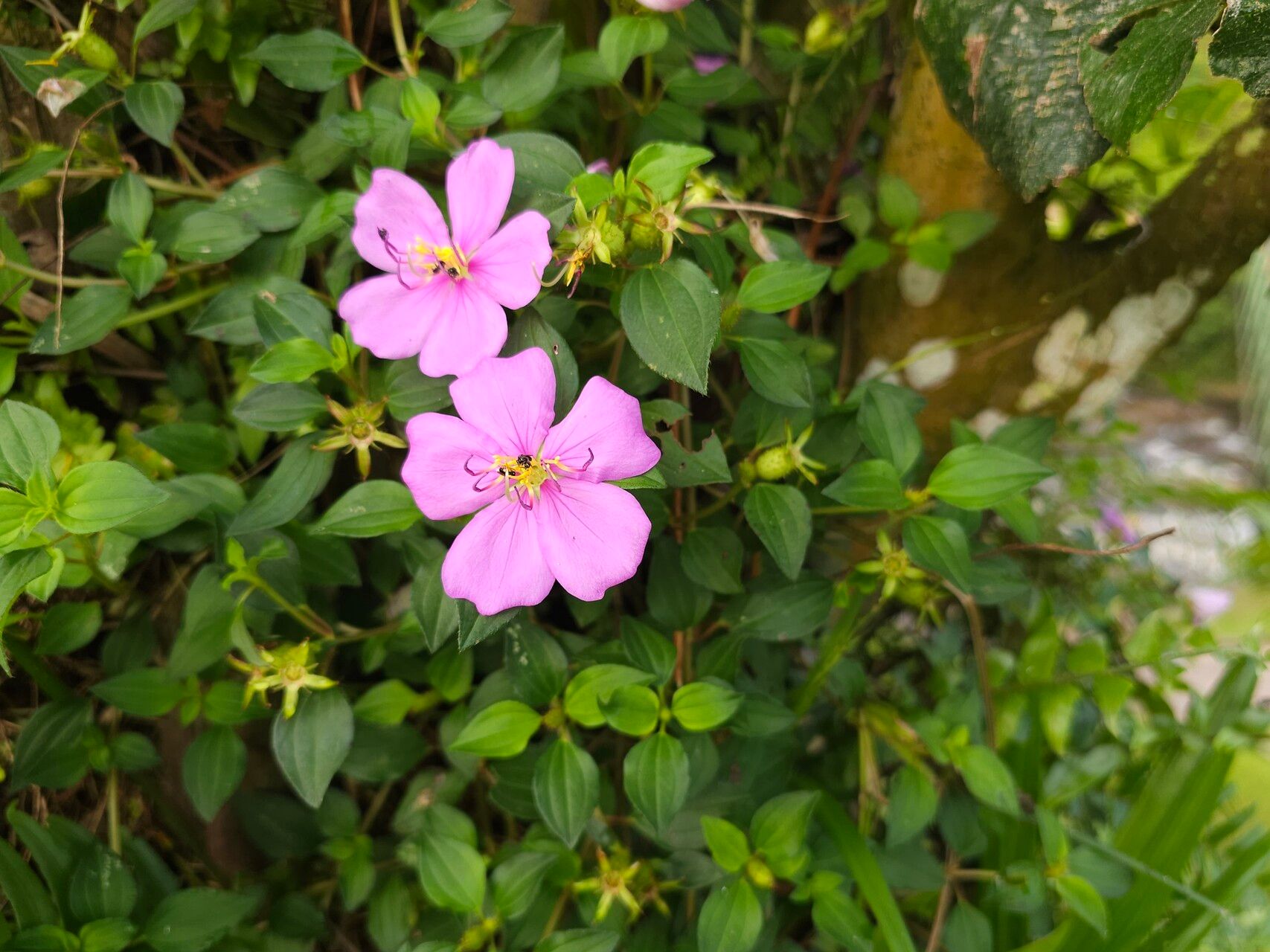 Heterotis prostrata flower