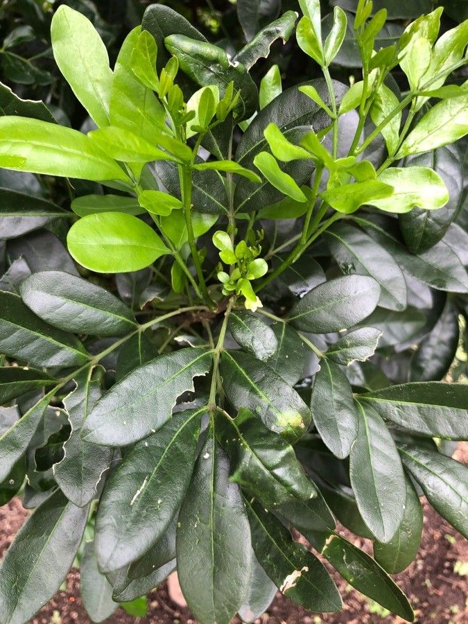 Trichilia havanensis leaf