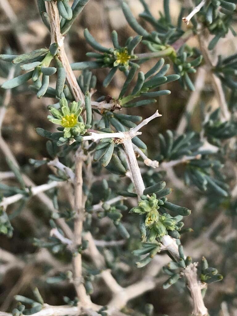 Gymnocarpos decandrus leaf