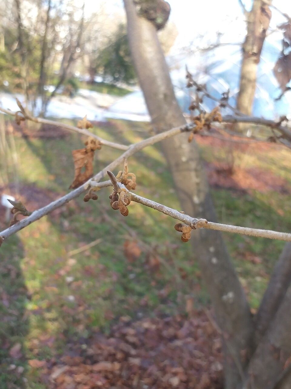 Hamamelis japonica fruit