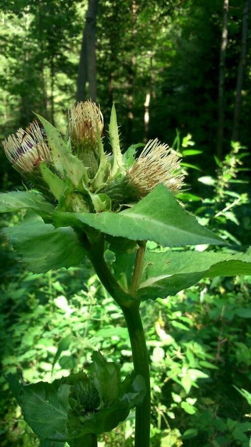 Cirsium oleraceum flower