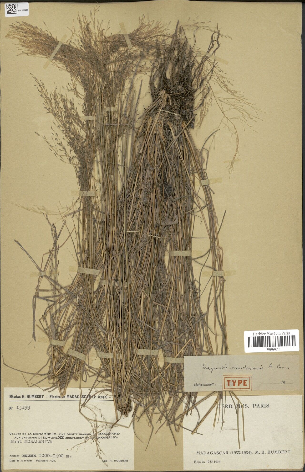 Eragrostis mandrarensis — search result for 'Eragrostis'