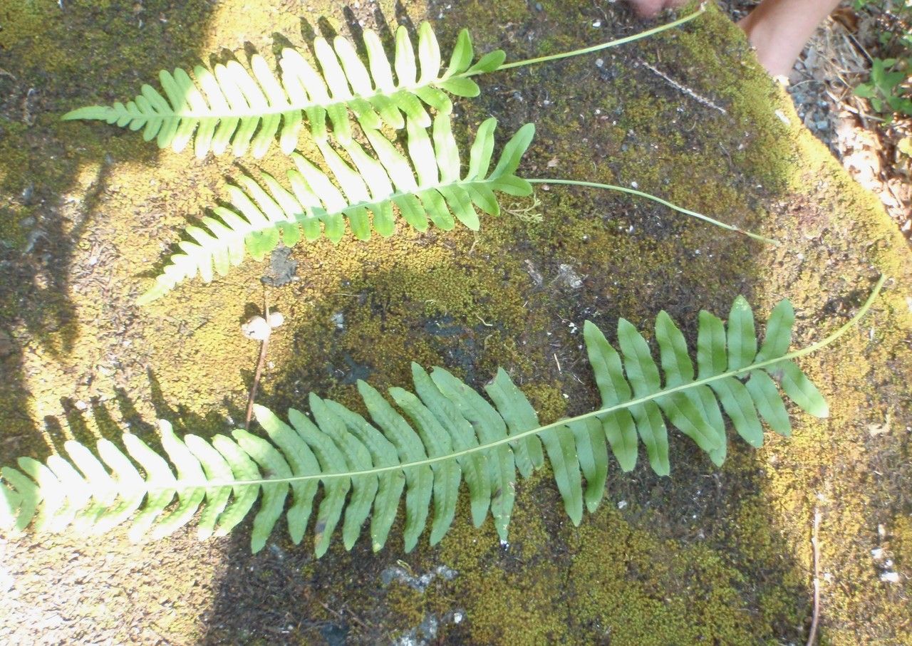 Polypodium x mantoniae — search result for 'Polypodium'