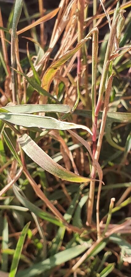 Chloris pycnothrix — houseplant care guide