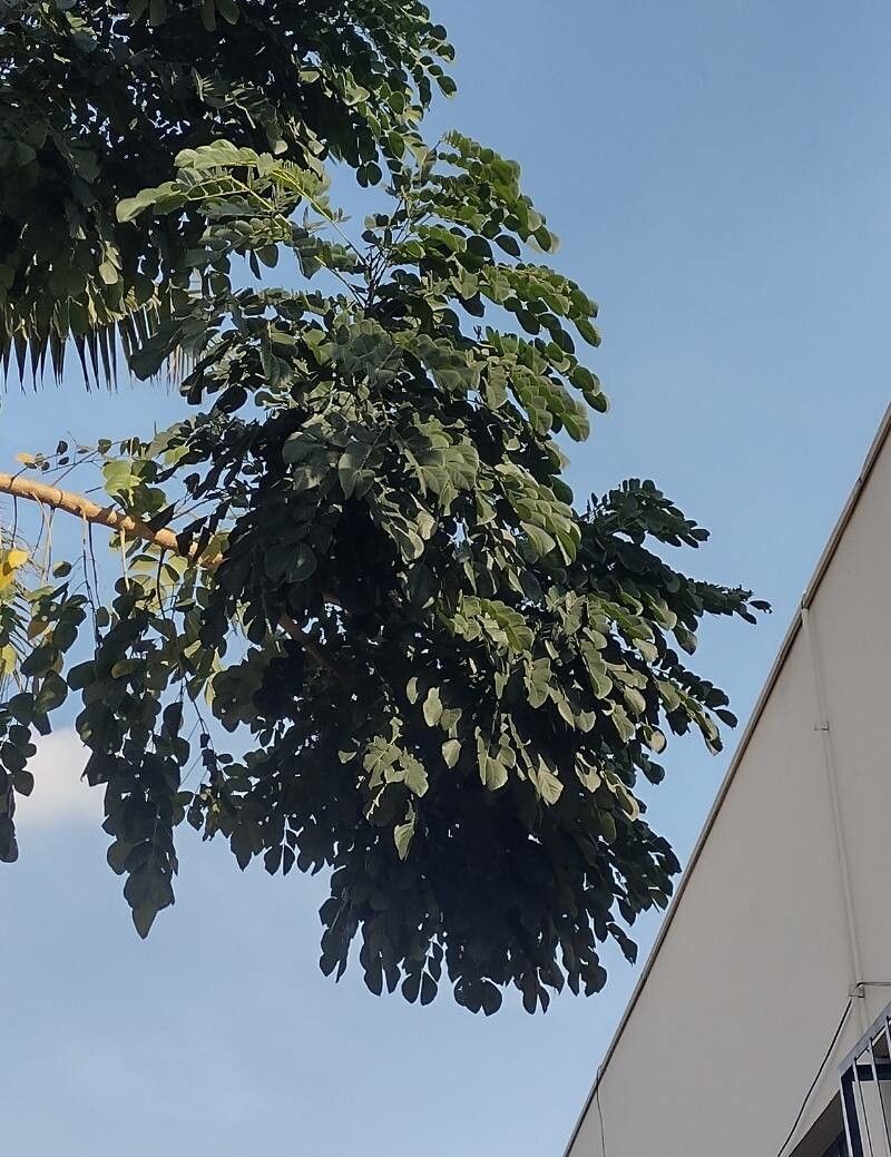 Samanea tubulosa leaf