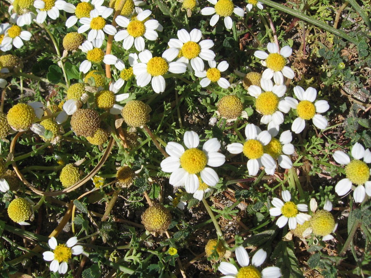 Anthemis urvilleana habit