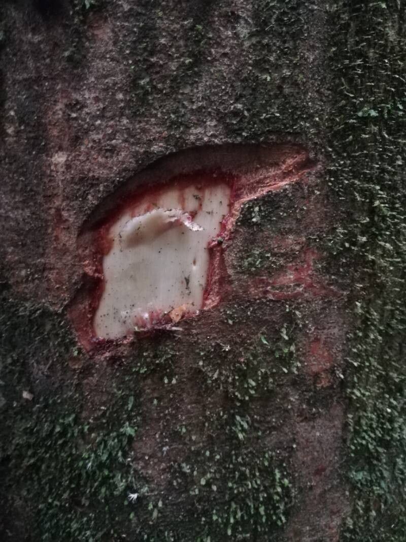 Dialium lopense bark