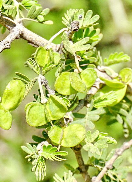 Porlieria chilensis fruit