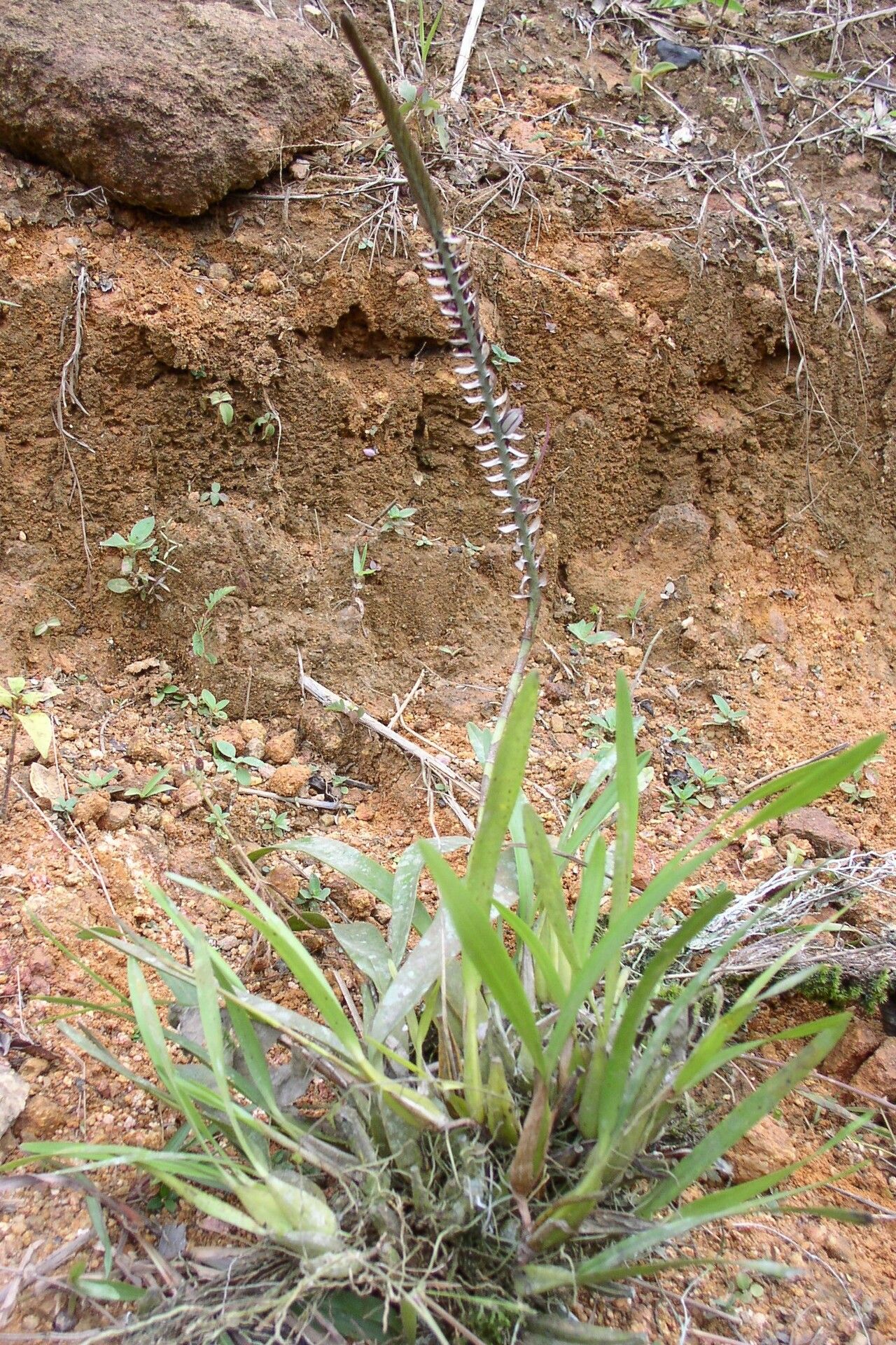Bulbophyllum tetragonum habit