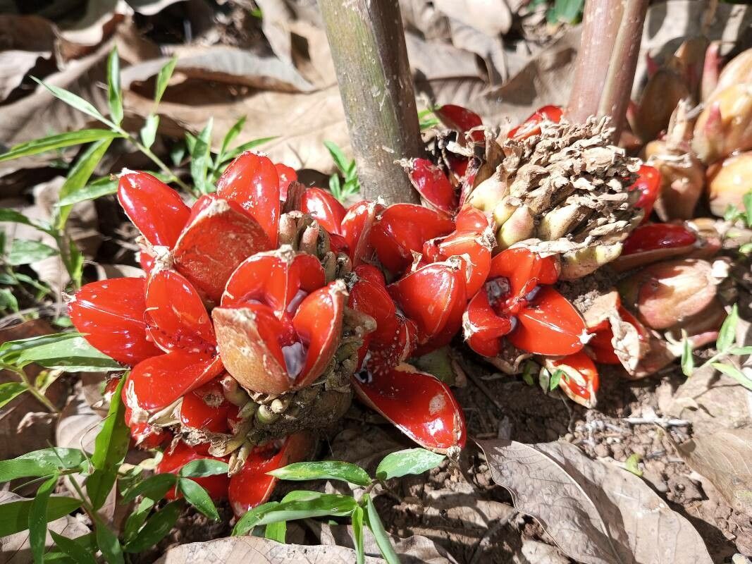 Zingiber cernuum fruit