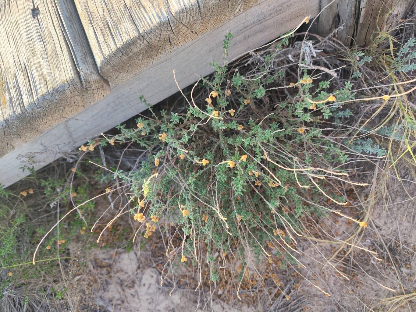 Helianthemum marminorense habit
