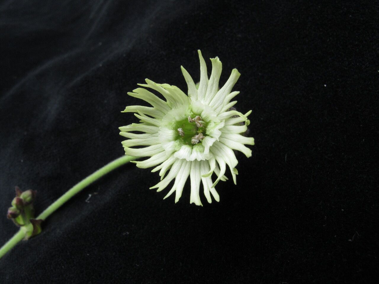 Silene edgeworthii flower
