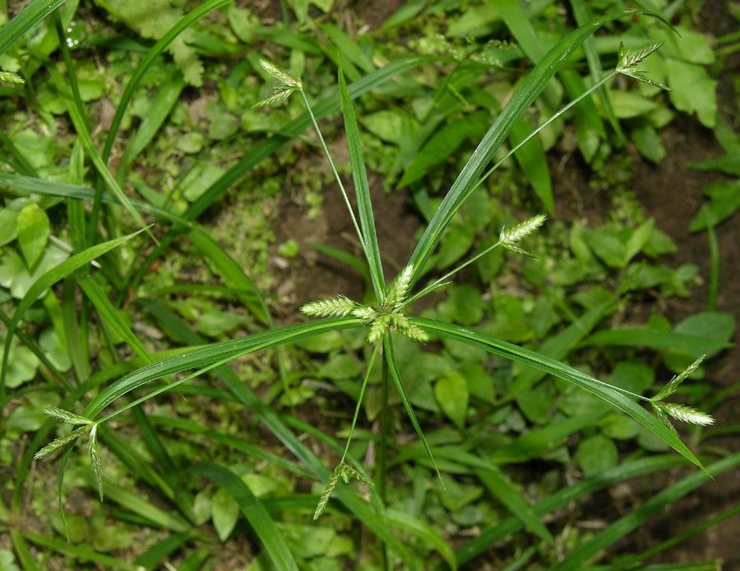 Cyperus simplex habit