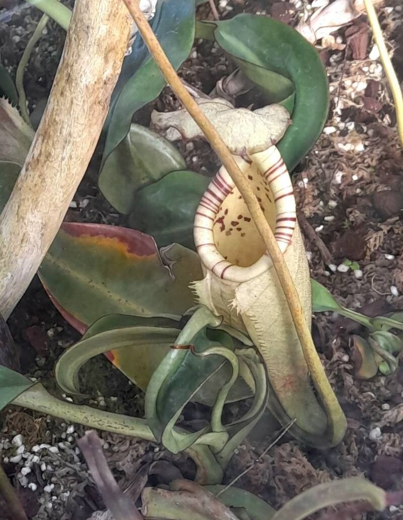 Nepenthes burbidgei habit