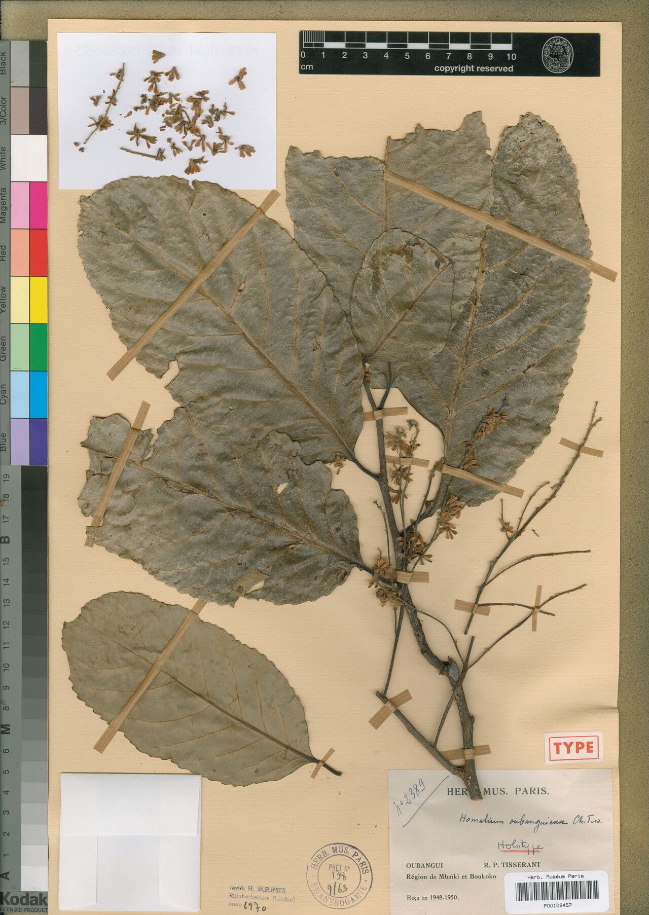 Homalium oubanguiense — houseplant care guide