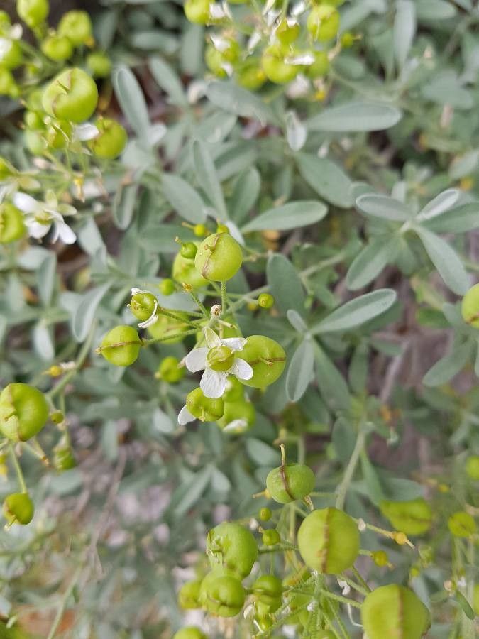 Hormathophylla macrocarpa — related species from the same genus