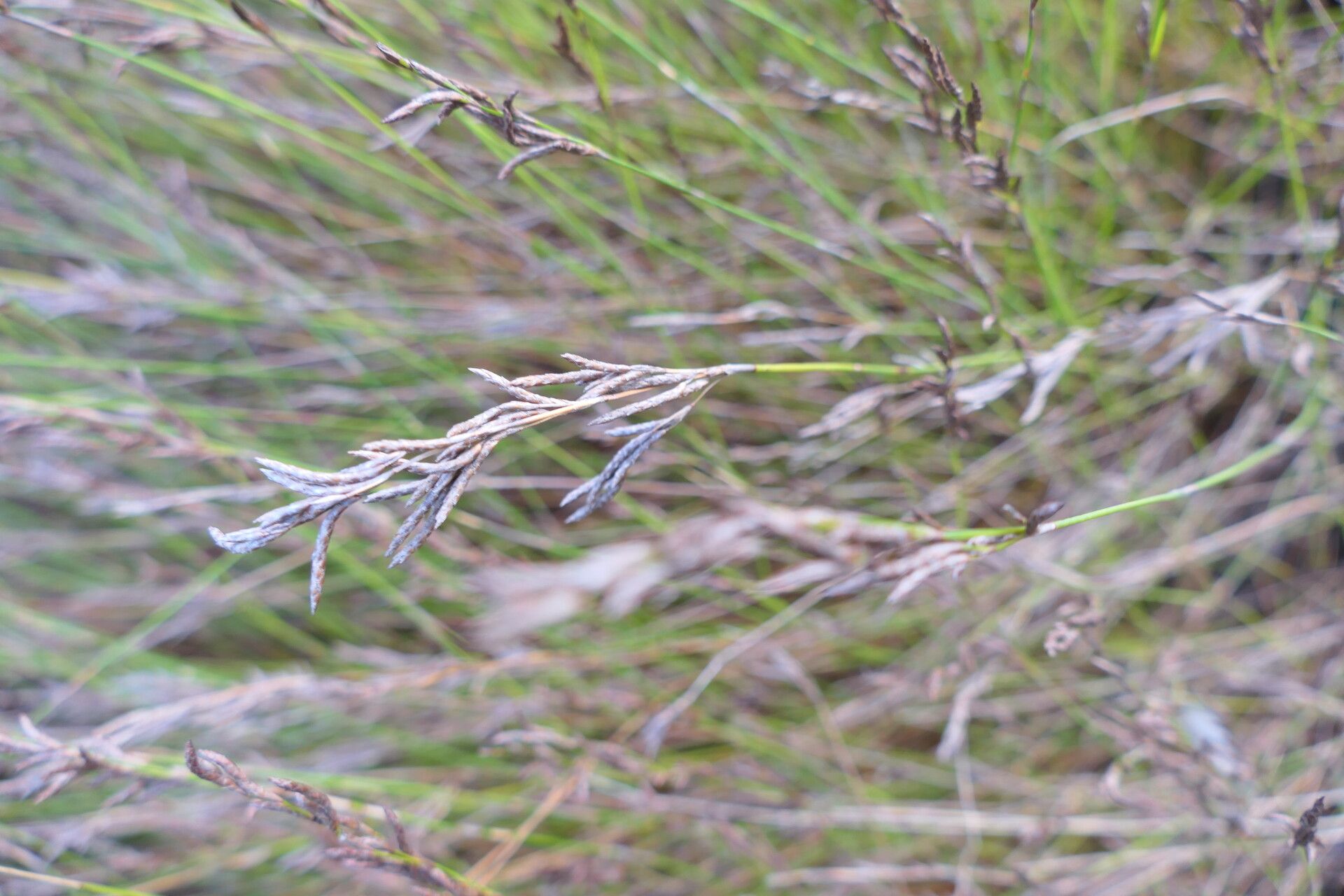 Restio sieberi — related species from the same genus