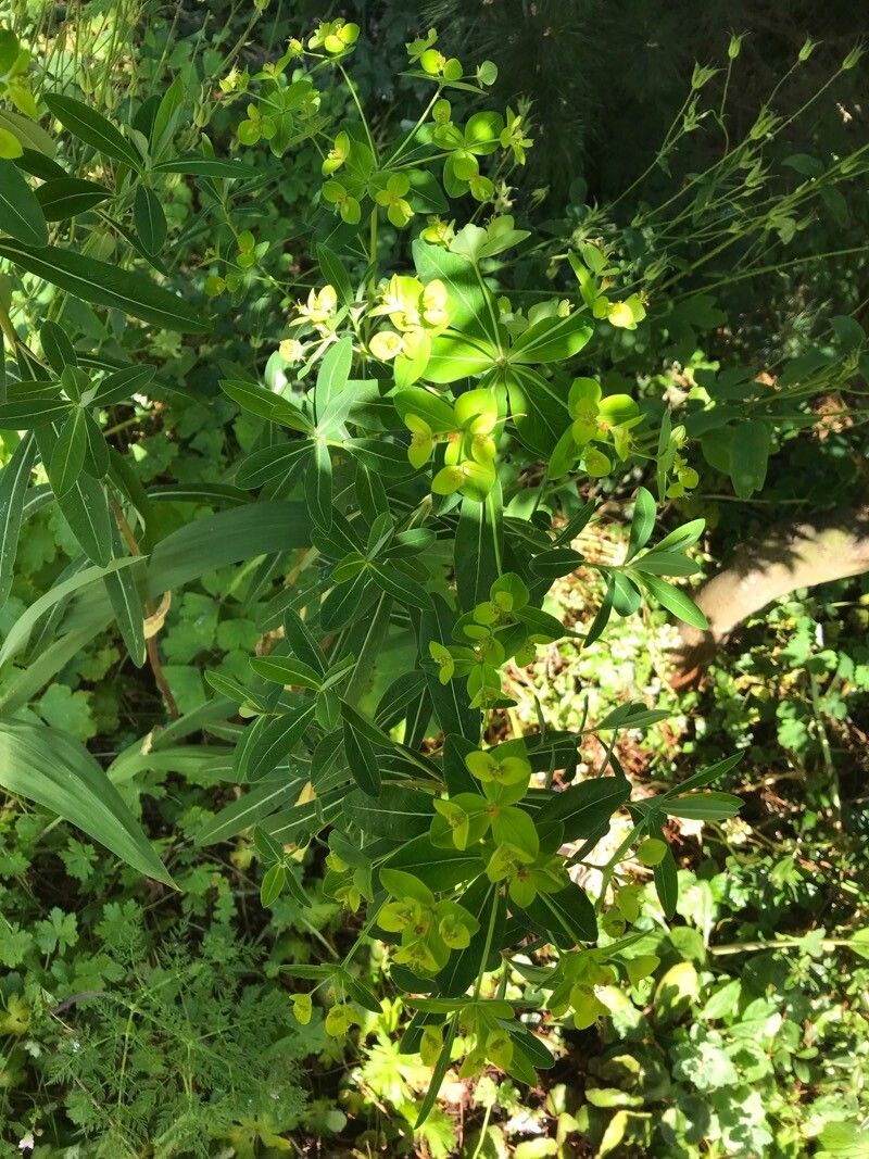 Euphorbia sikkimensis leaf