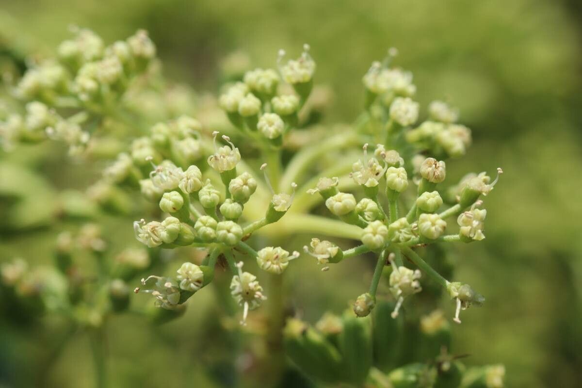 Angelica japonica — search result for 'Angelica'